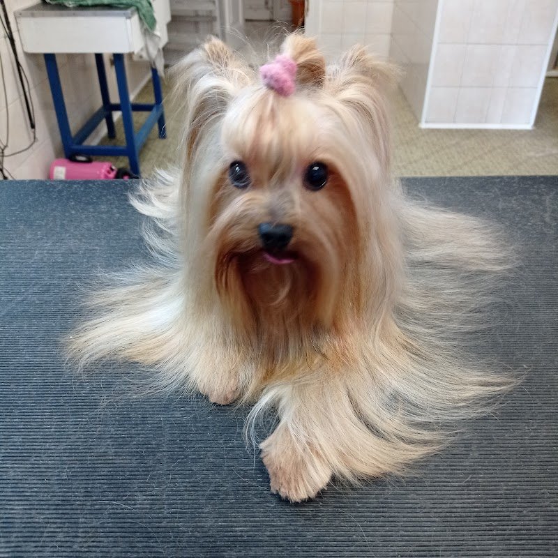 Toelettatura e Asilo Torino - Foto 6