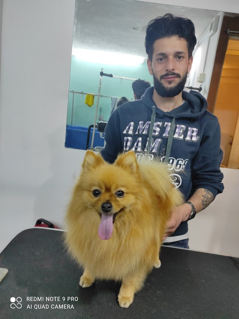 Toelettatura e mangimi di Task-Force-Animalista-Protezione-Animali - Foto 1