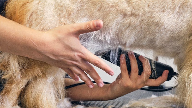 Toelettatura e Pet Shop ANWA - Foto 1