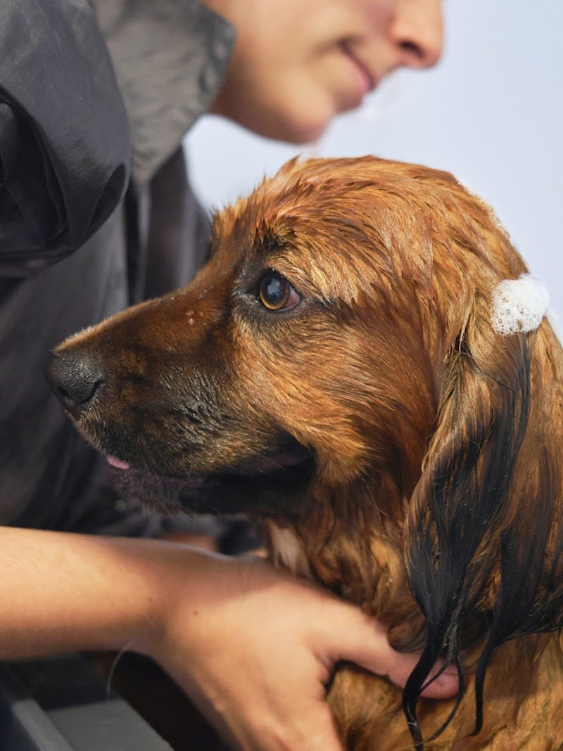 Toelettatura e Pet Shop ANWA - Foto 2