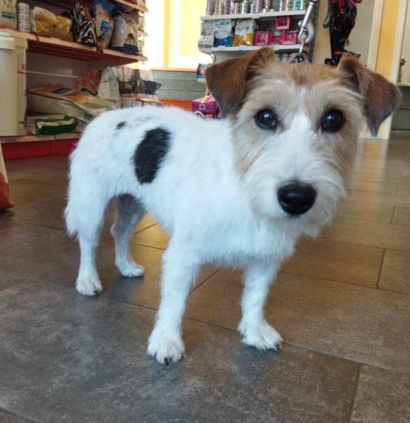 Toelettatura e Pet Shop ANWA - Foto 6