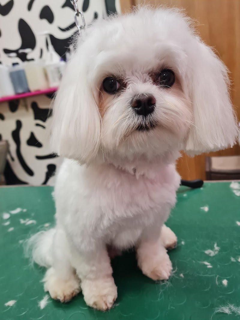 Toelettatura e Spa Dogs & the city di Ilaria Andreotti - Foto 1