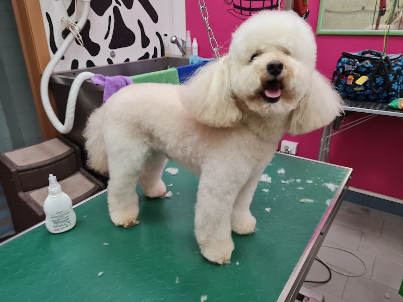 Toelettatura e Spa Dogs & the city di Ilaria Andreotti - Foto 2