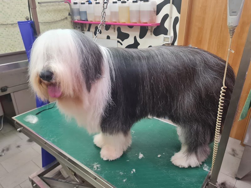 Toelettatura e Spa Dogs & the city di Ilaria Andreotti - Foto 3