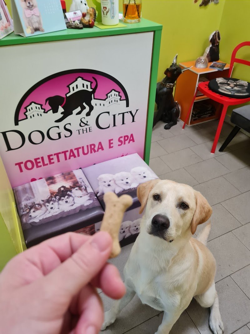 Toelettatura e Spa Dogs & the city di Ilaria Andreotti - Foto 4