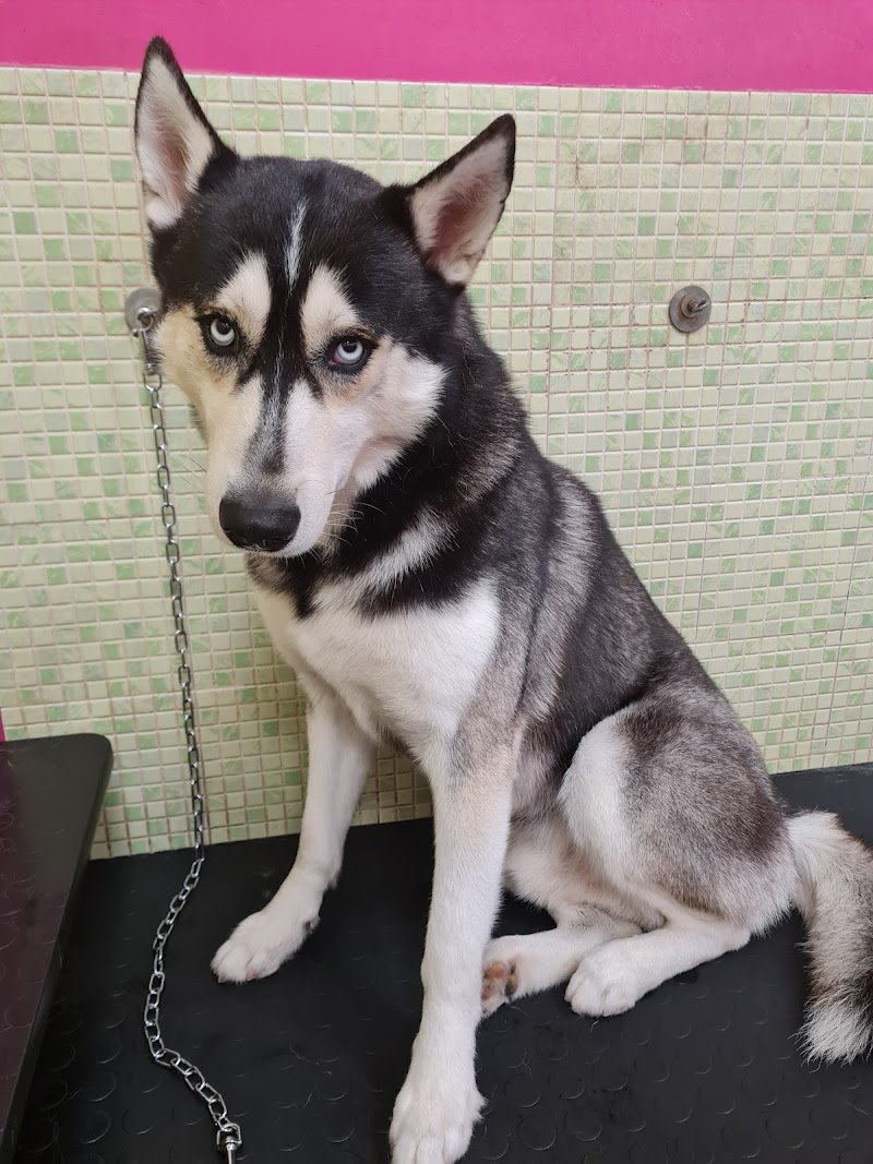 Toelettatura e Spa Dogs & the city di Ilaria Andreotti - Foto 5