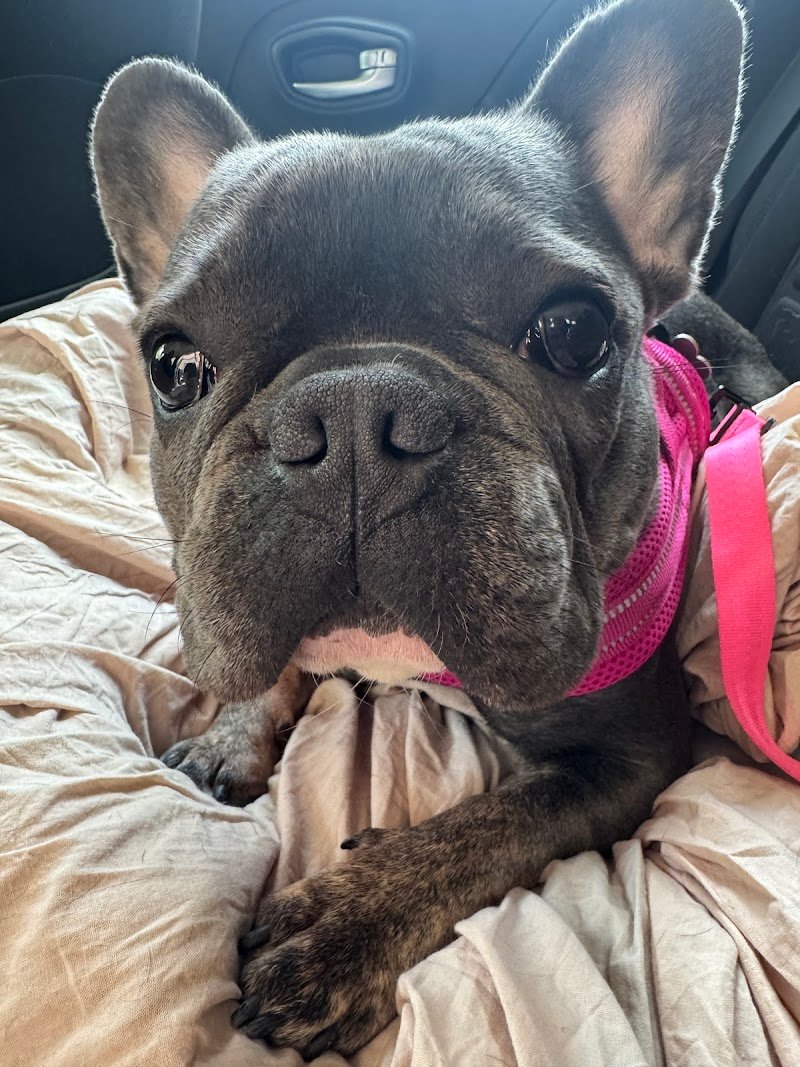 Toelettatura e Spa Dogs & the city di Ilaria Andreotti - Foto 6