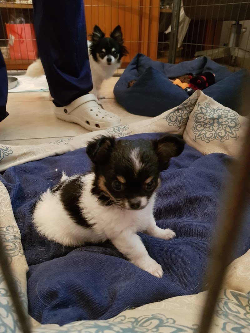 Toelettatura e vendita animali La Margherita Di Oliveri Daniela - Foto 1