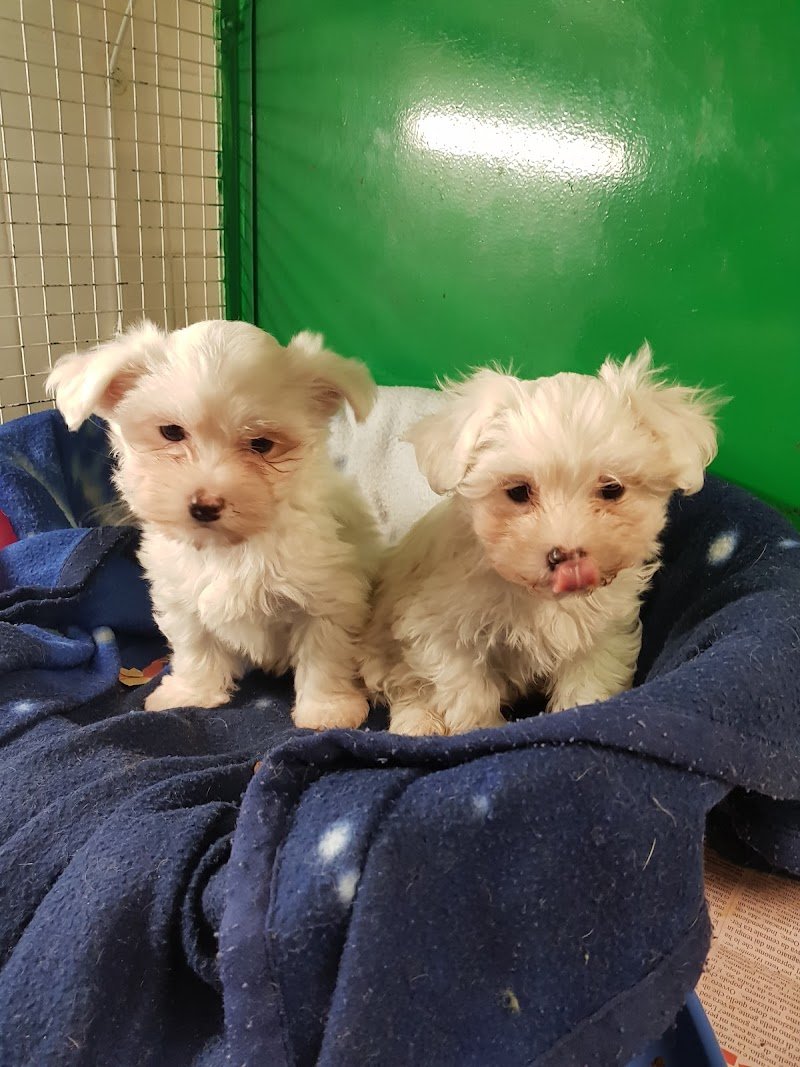 Toelettatura e vendita animali La Margherita Di Oliveri Daniela - Foto 2