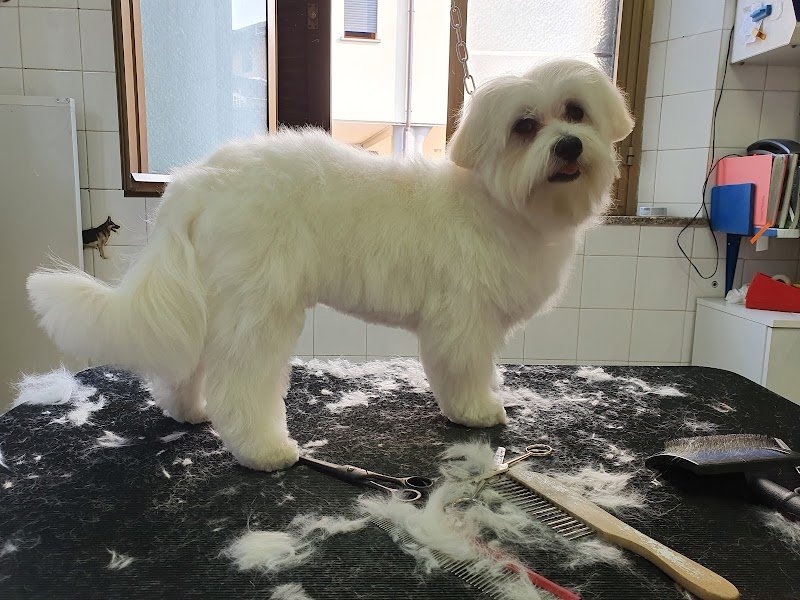 Toelettatura e vendita animali La Margherita Di Oliveri Daniela - Foto 3