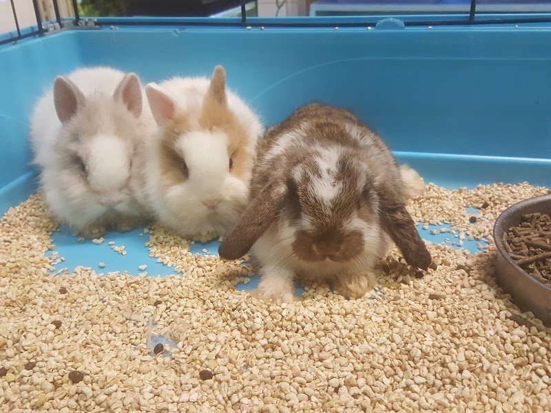 Toelettatura e vendita animali La Margherita Di Oliveri Daniela - Foto 4