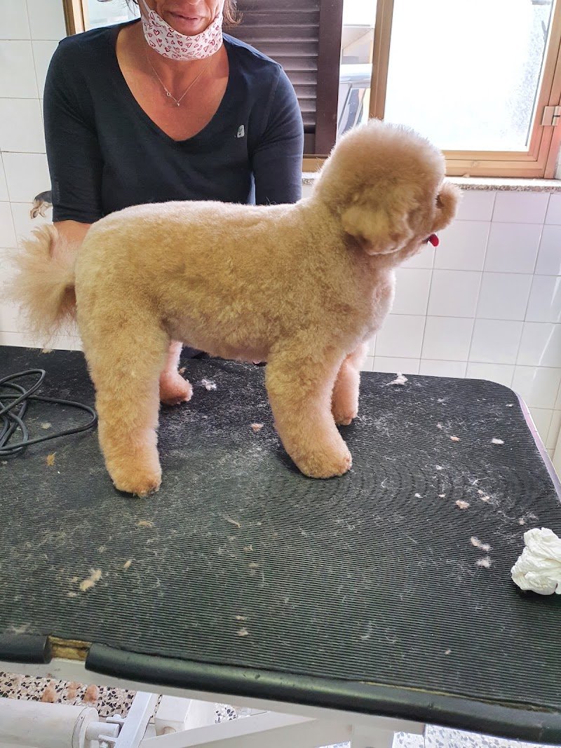 Toelettatura e vendita animali La Margherita Di Oliveri Daniela - Foto 5