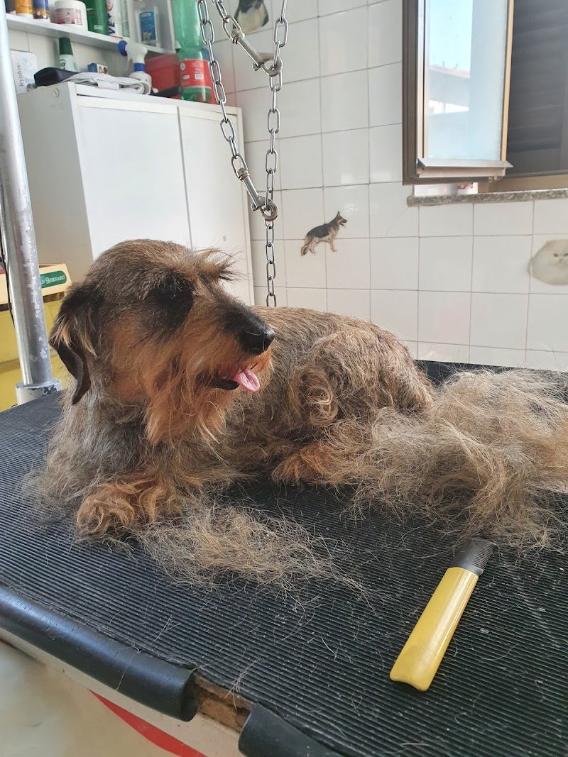 Toelettatura e vendita animali La Margherita Di Oliveri Daniela - Foto 6