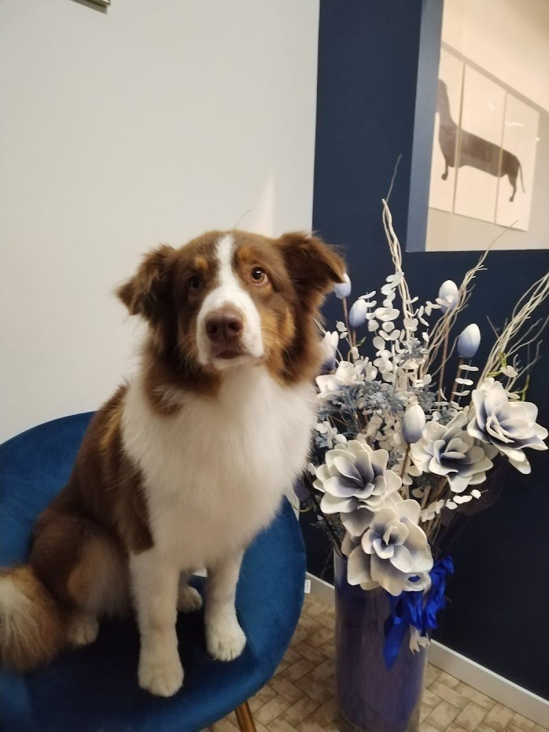 TOELETTATURA EASY DOG - Foto 2