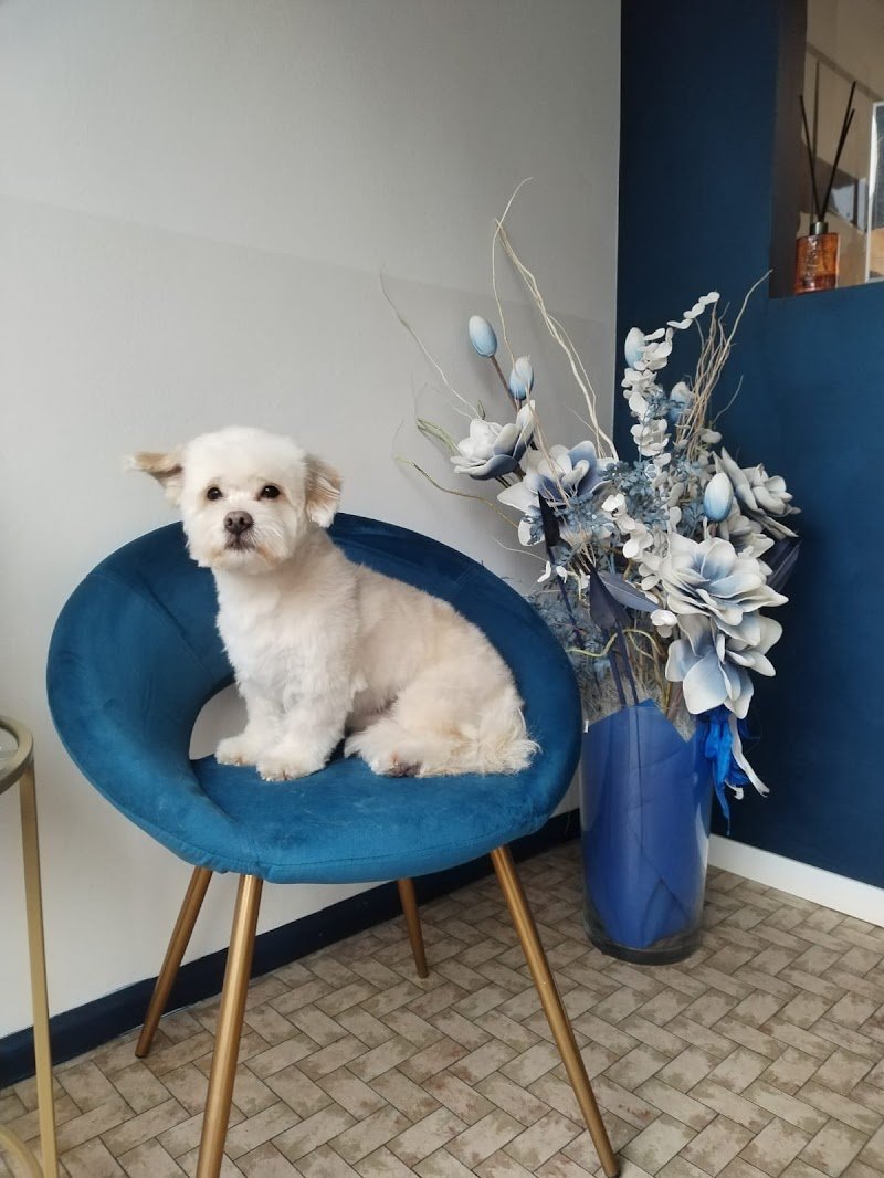 TOELETTATURA EASY DOG - Foto 4