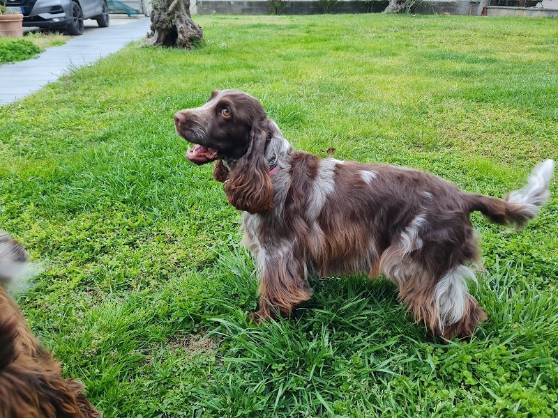 Toelettatura Edward - Foto 2