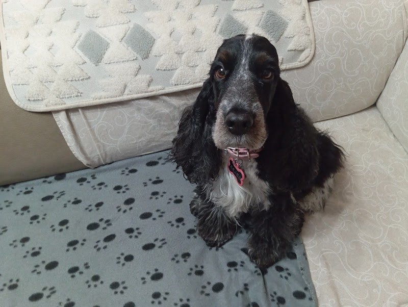 Toelettatura Edward - Foto 5