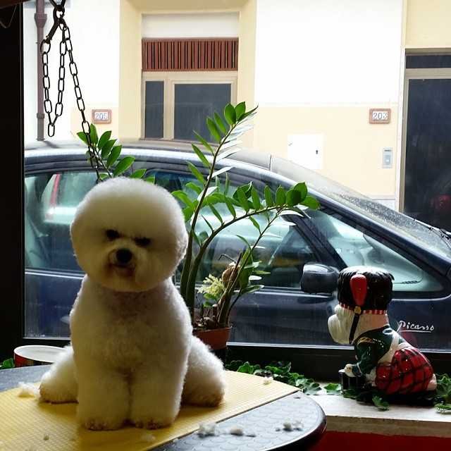 Toelettatura Edward - Foto 6