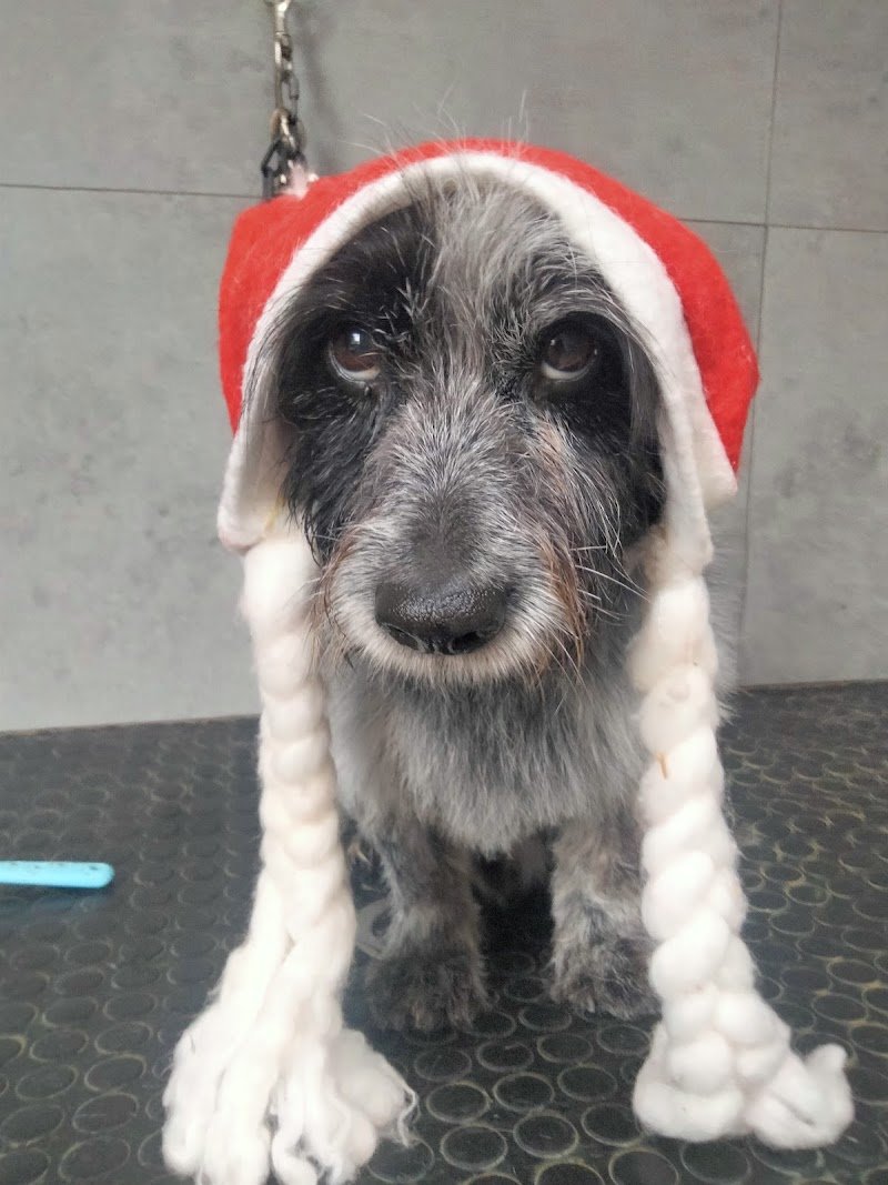 Toelettatura El Perro di Roberta Porcu - Foto 2