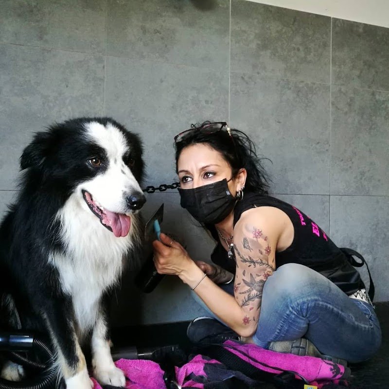 Toelettatura El Perro di Roberta Porcu - Foto 3