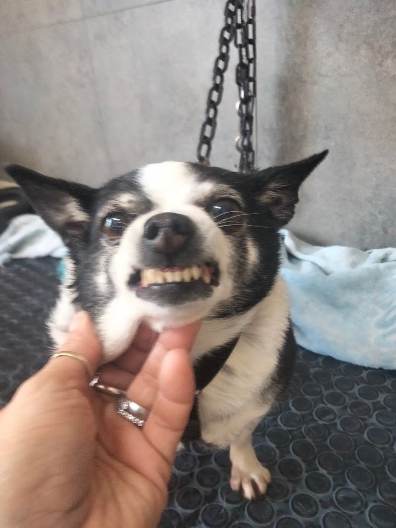 Toelettatura El Perro di Roberta Porcu - Foto 5