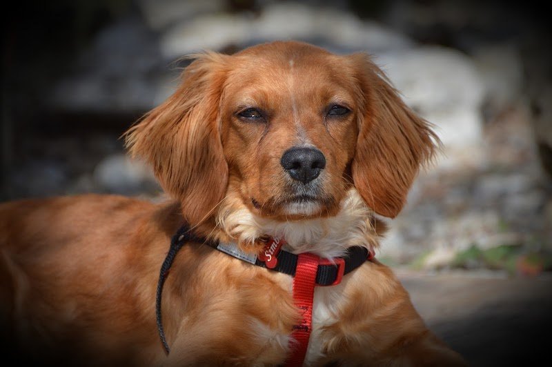 Toelettatura Eleonora - Foto 1