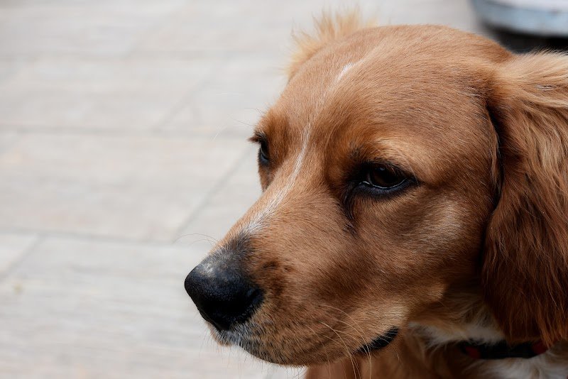 Toelettatura Eleonora - Foto 2