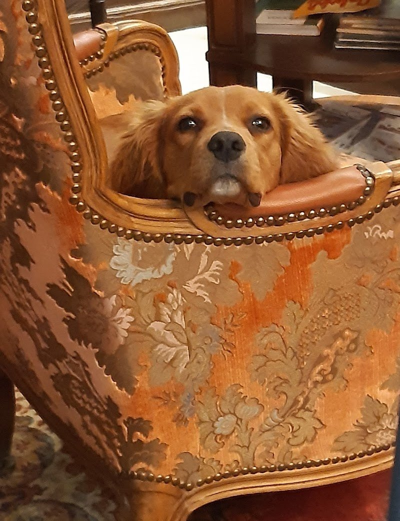 Toelettatura Eleonora - Foto 3