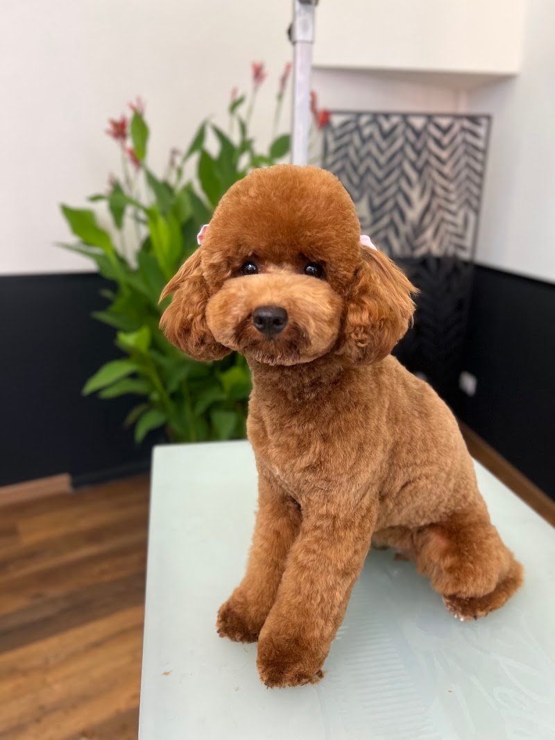 Toelettatura Emily’s Boutique - Foto 2