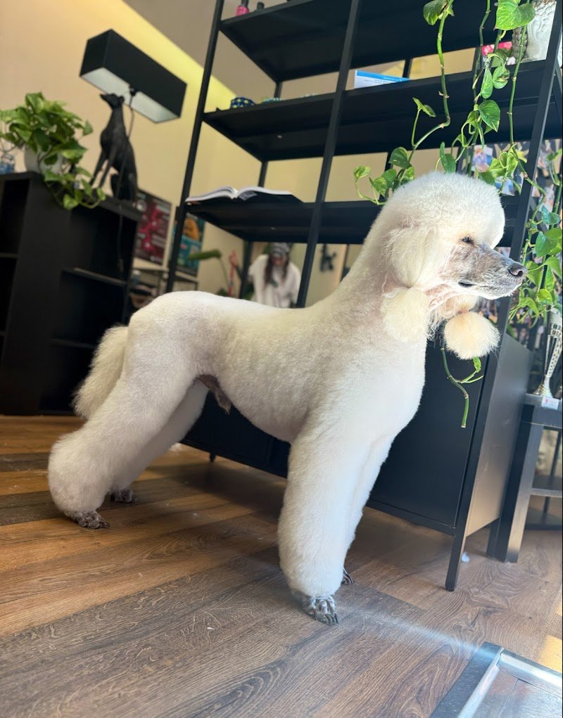 Toelettatura Emily’s Boutique - Foto 3