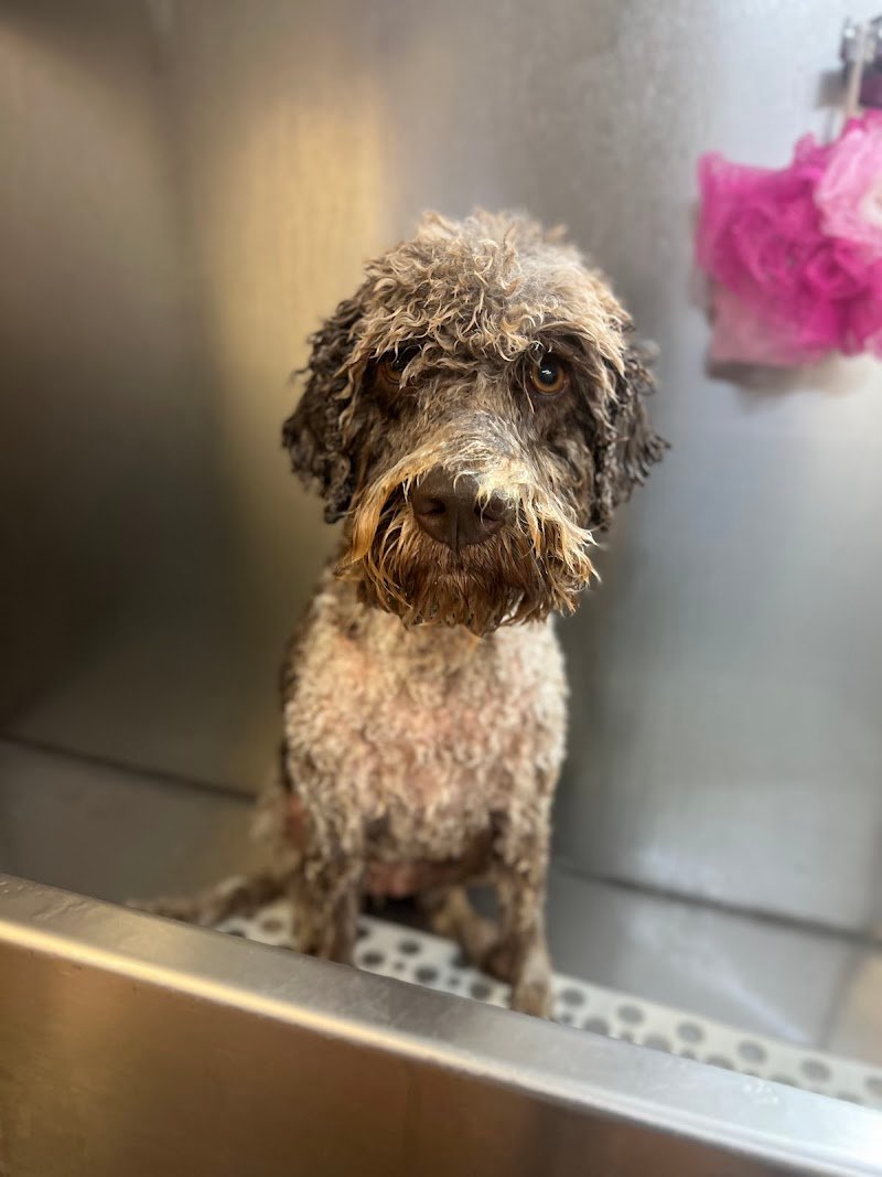 Toelettatura Emily’s Boutique - Foto 4