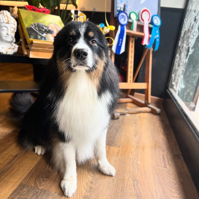 Toelettatura Emily’s Boutique - Foto 5