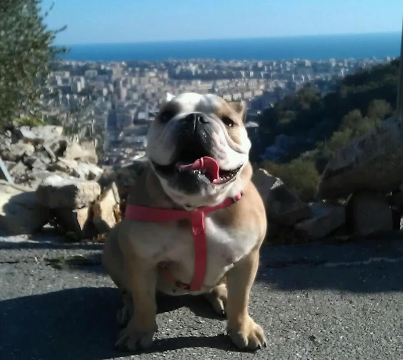 TOELETTATURA ENRICO - Foto 1