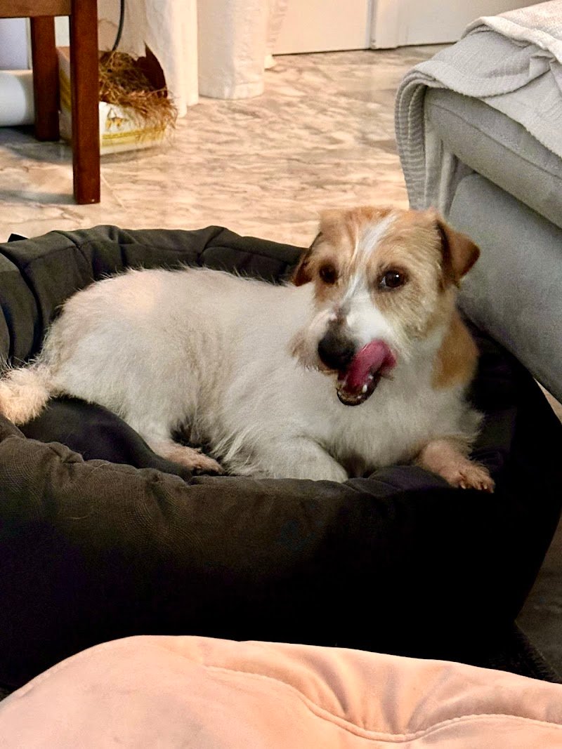 TOELETTATURA ENRICO - Foto 5