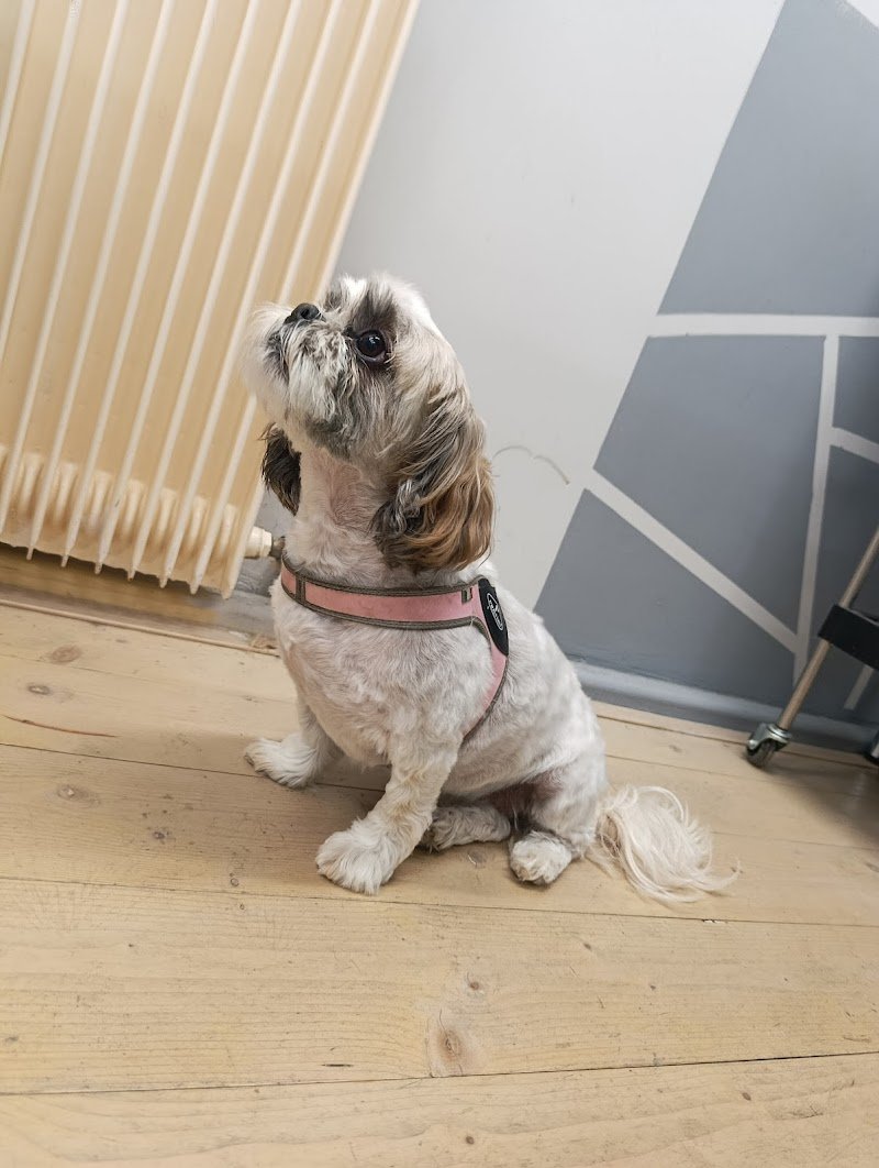 Toelettatura Facciamoci belli - Foto 2