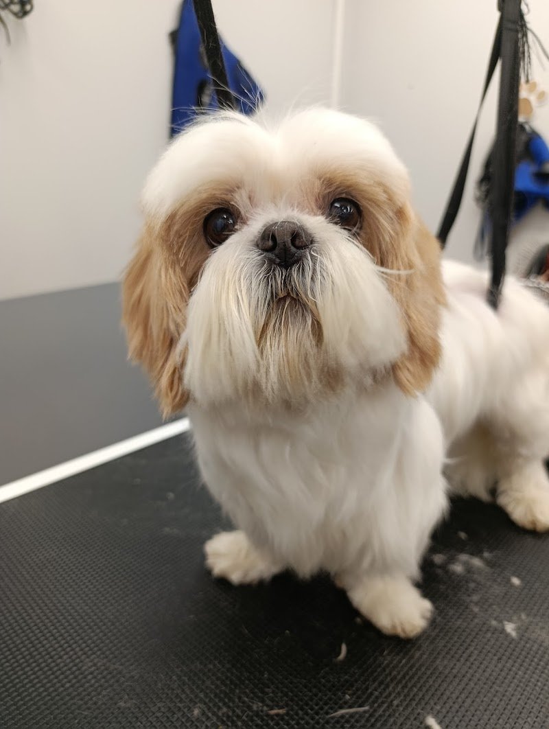 Toelettatura Facciamoci belli - Foto 5