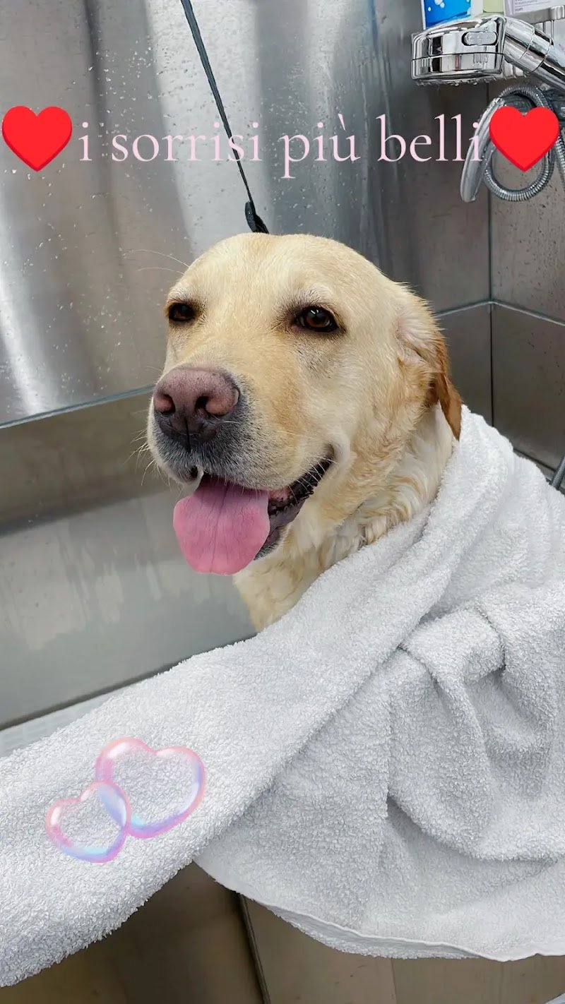 Toelettatura Facciamoci belli - Foto 6