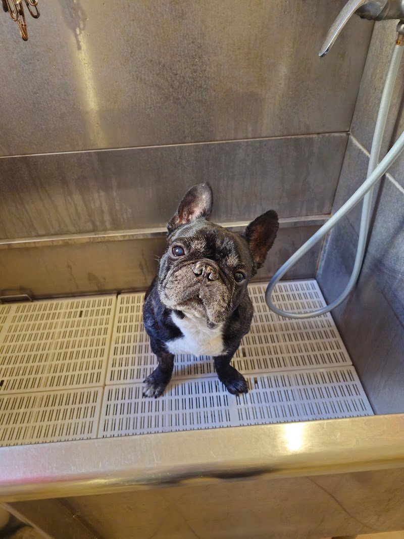 Toelettatura Family di Giuseppe Bottaro - Foto 2