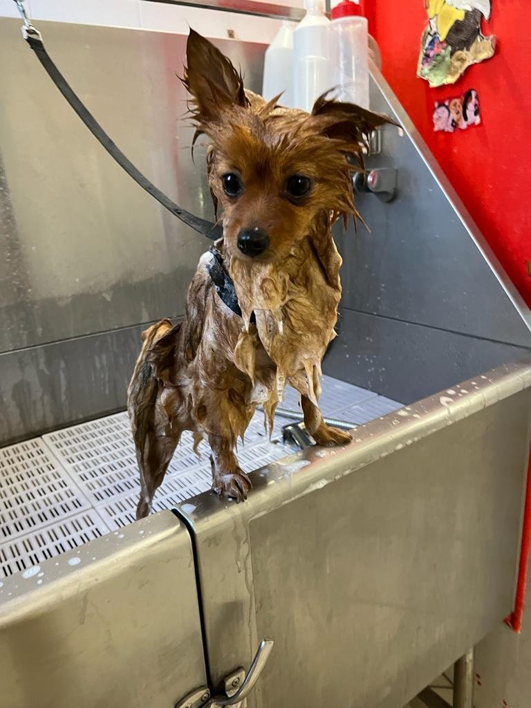 Toelettatura Family di Giuseppe Bottaro - Foto 3