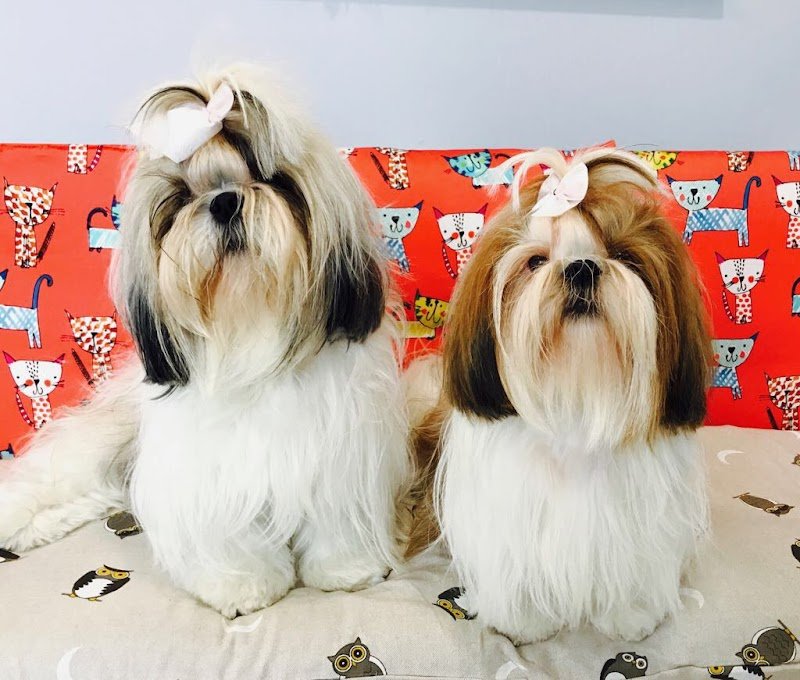 Toelettatura Fashion Dog di Miriam Aldofri - Foto 1