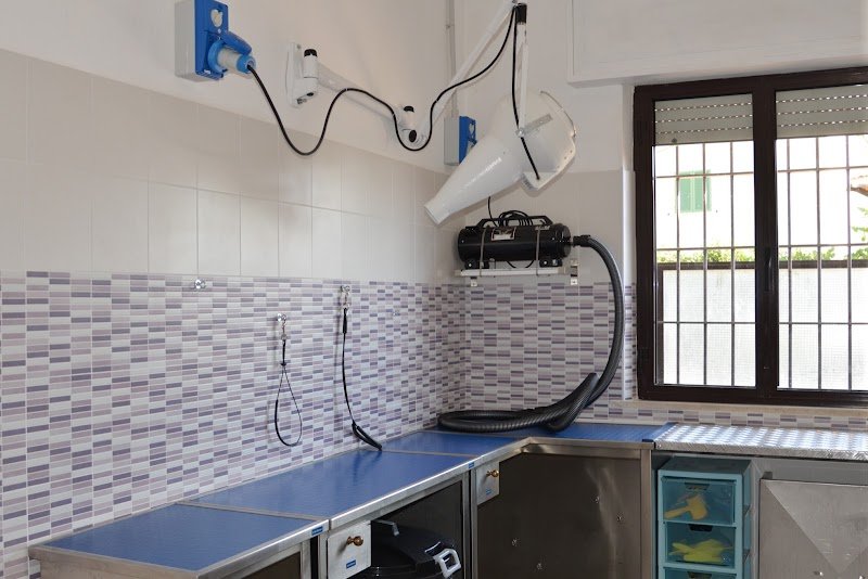 Toelettatura Fashion Dog di Miriam Aldofri - Foto 2