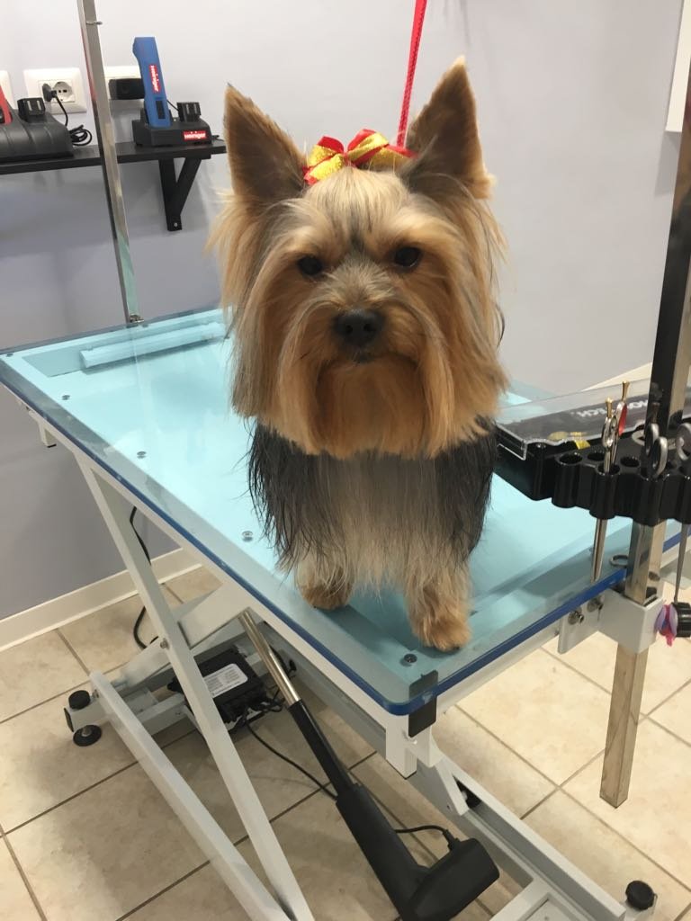 Toelettatura Fashion Dog di Miriam Aldofri - Foto 3