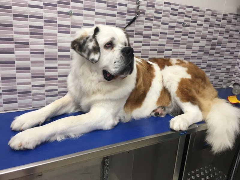 Toelettatura Fashion Dog di Miriam Aldofri - Foto 4