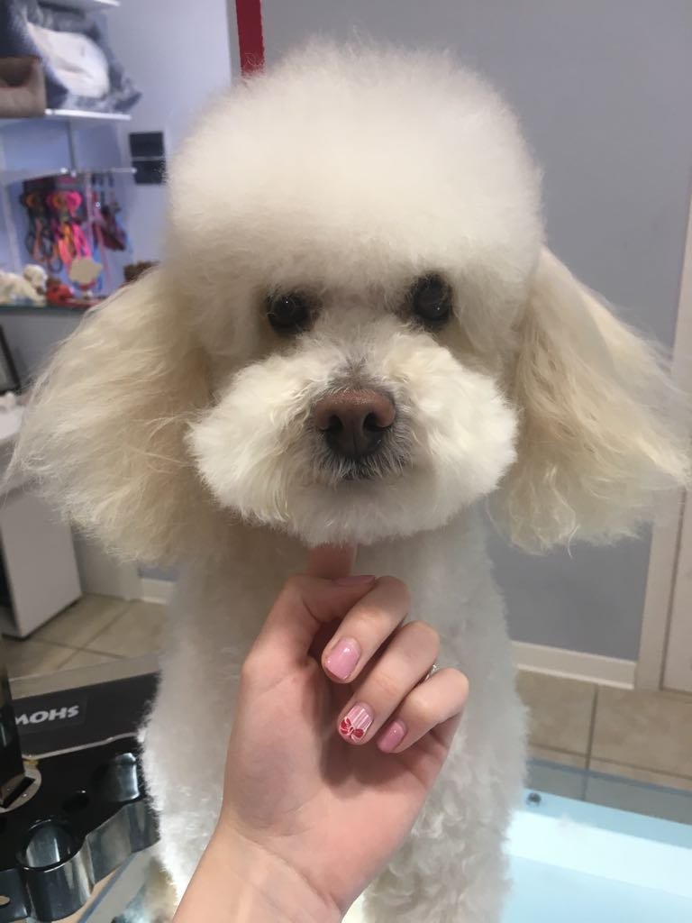 Toelettatura Fashion Dog di Miriam Aldofri - Foto 5