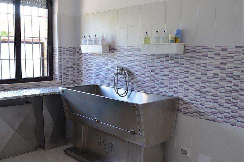 Toelettatura Fashion Dog di Miriam Aldofri - Foto 6