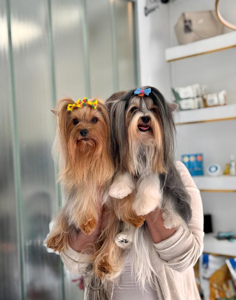 Toelettatura FELLOWS Dogs & Cats Boutique Brescia - Foto 1