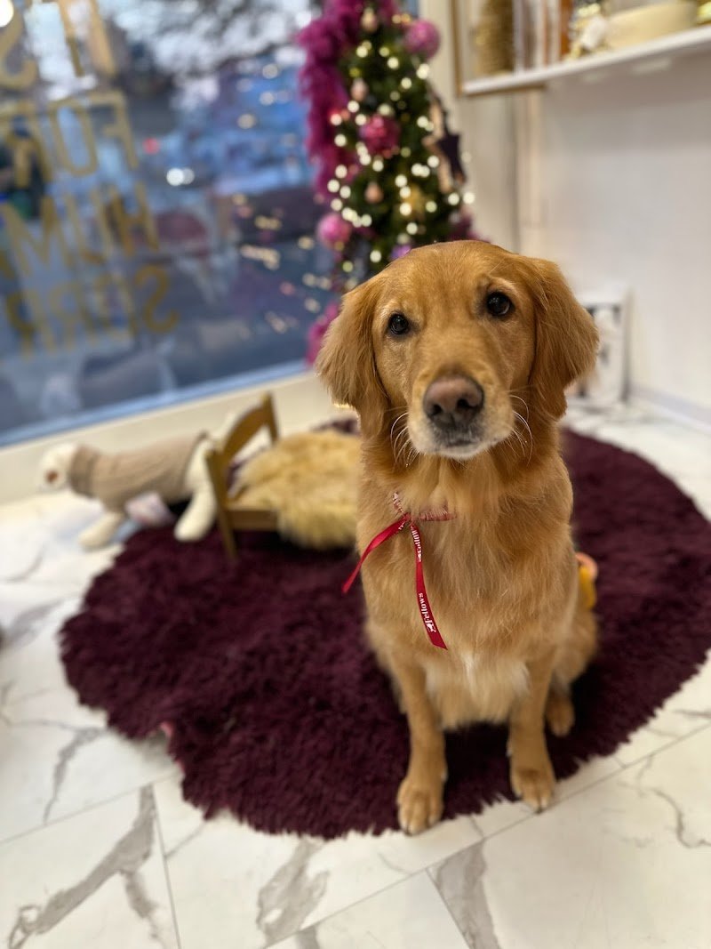 Toelettatura FELLOWS Dogs & Cats Boutique Brescia - Foto 2