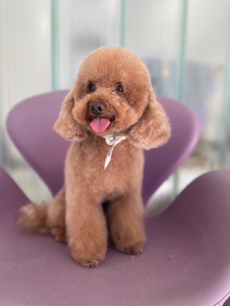 Toelettatura FELLOWS Dogs & Cats Boutique Brescia - Foto 3