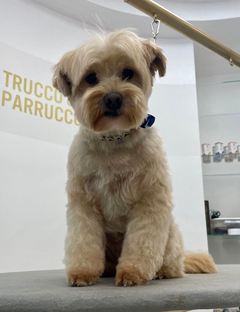 Toelettatura FELLOWS Dogs & Cats Boutique Brescia - Foto 4