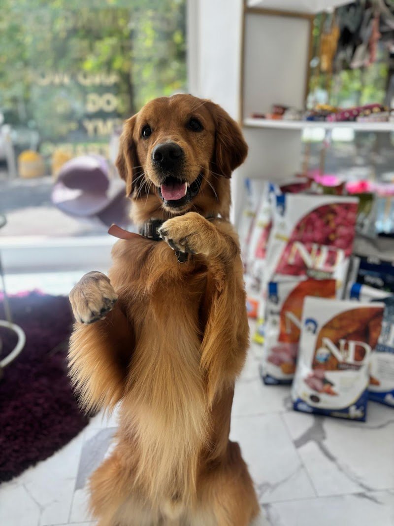 Toelettatura FELLOWS Dogs & Cats Boutique Brescia - Foto 5